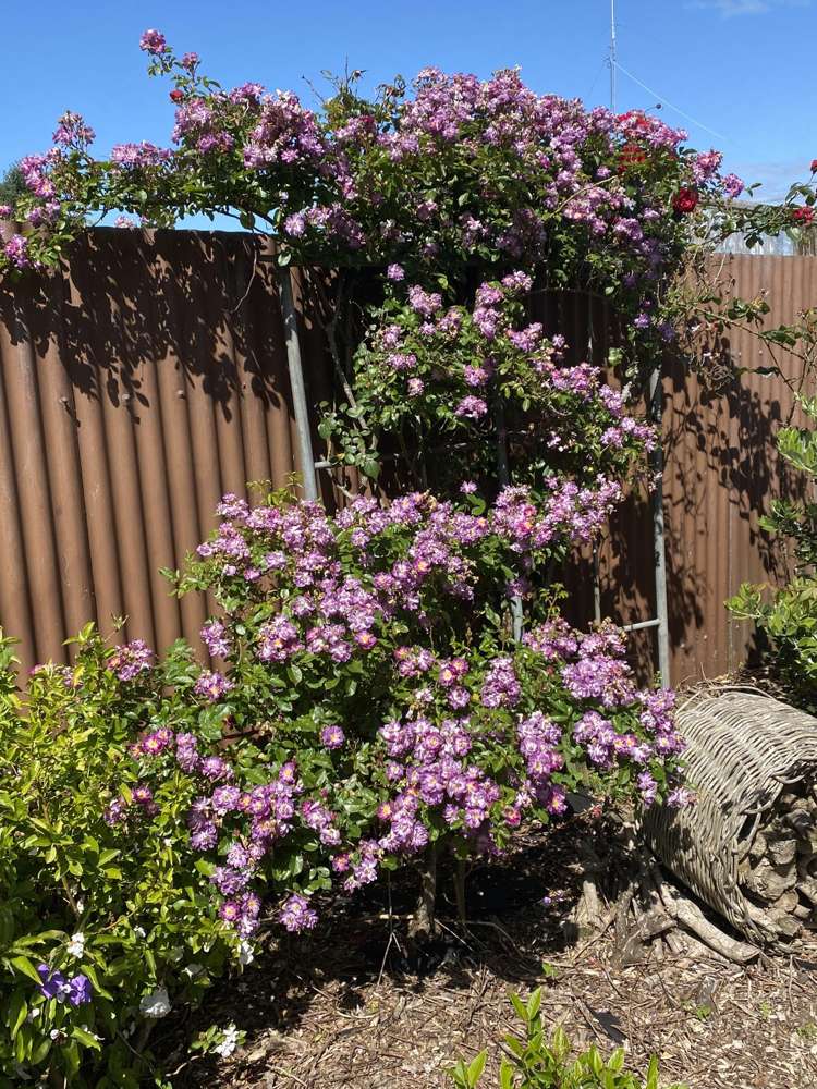 100 Centennial Avenue Waitara_49