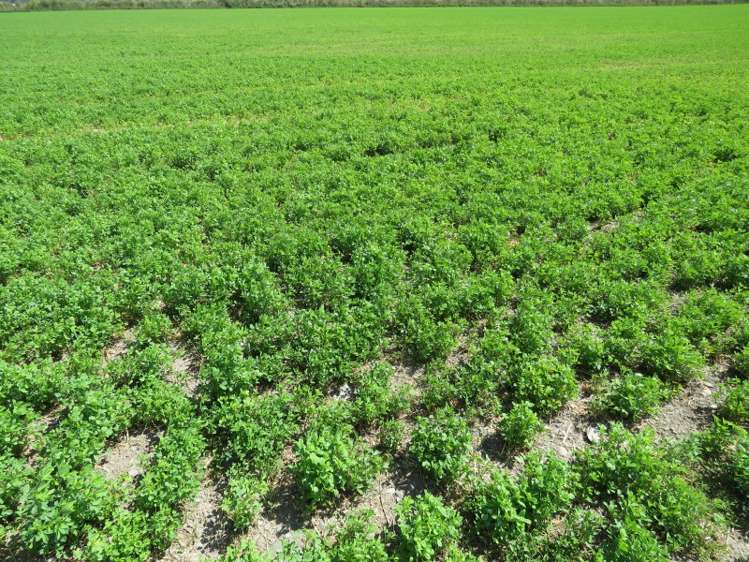 30 Griffiths Road Huntingdon_8