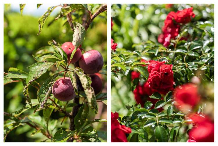 38 Tanners Point Road Tanners Point_45