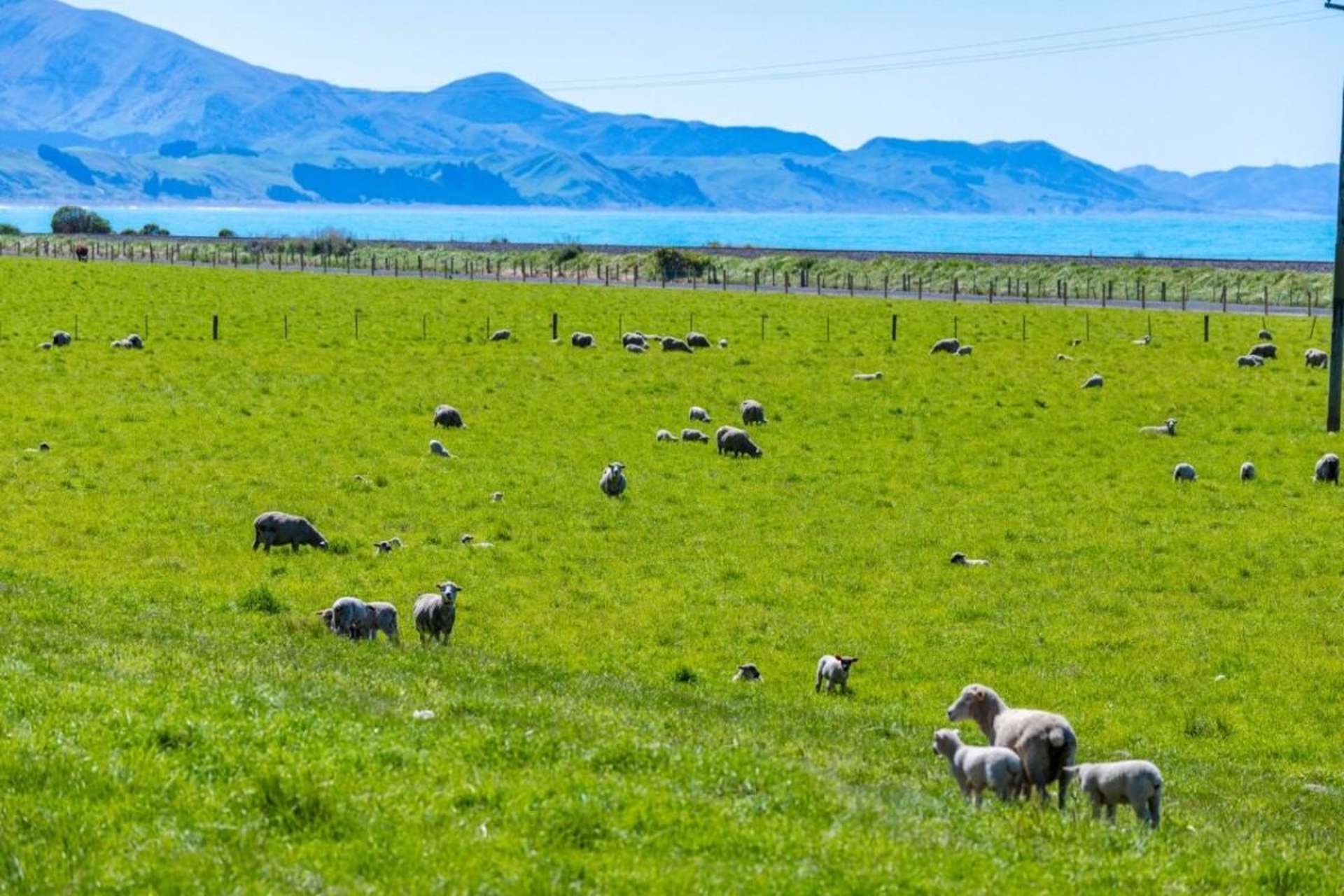 4667 State Highway 1, Clarence Kaikoura_0