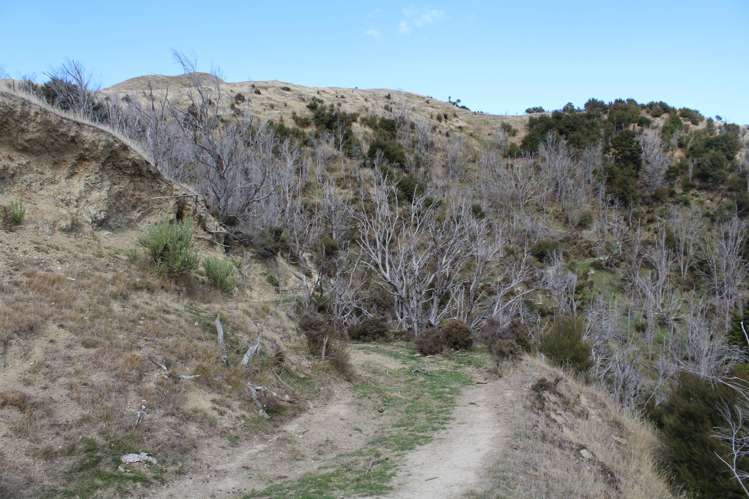 299 Branscombe Road Pongaroa_9