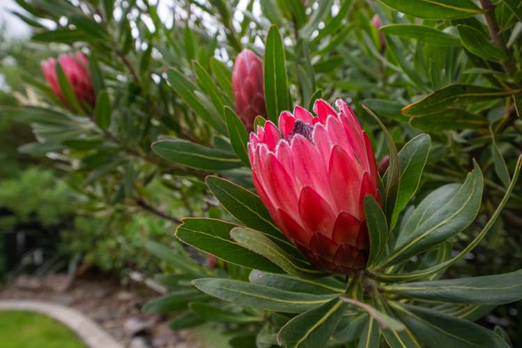 85 Riverstone Drive Riverstone Terraces_19