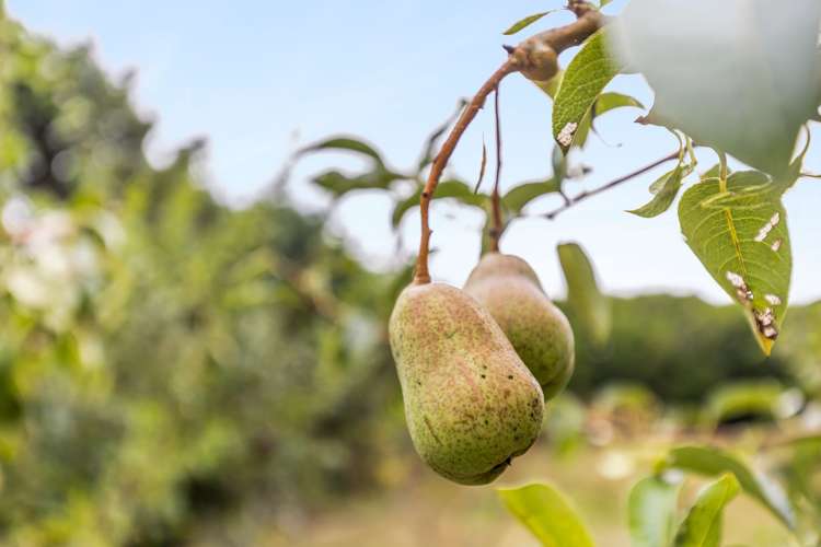 103 Neudorf Road Upper Moutere_24