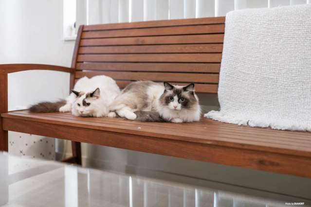 64a Saint Georges Road Avondale_3