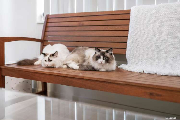 64a Saint Georges Road Avondale_3