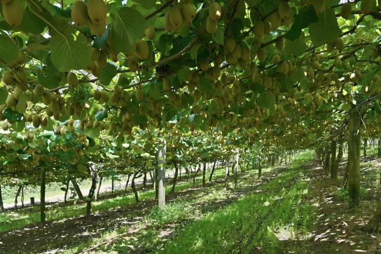 80 Roydon Downs Road Paengaroa_10