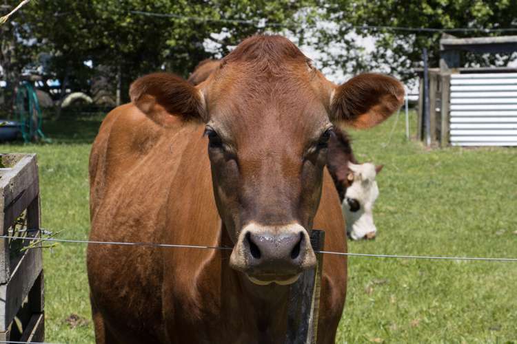 117b Matahui Road Aongatete_21