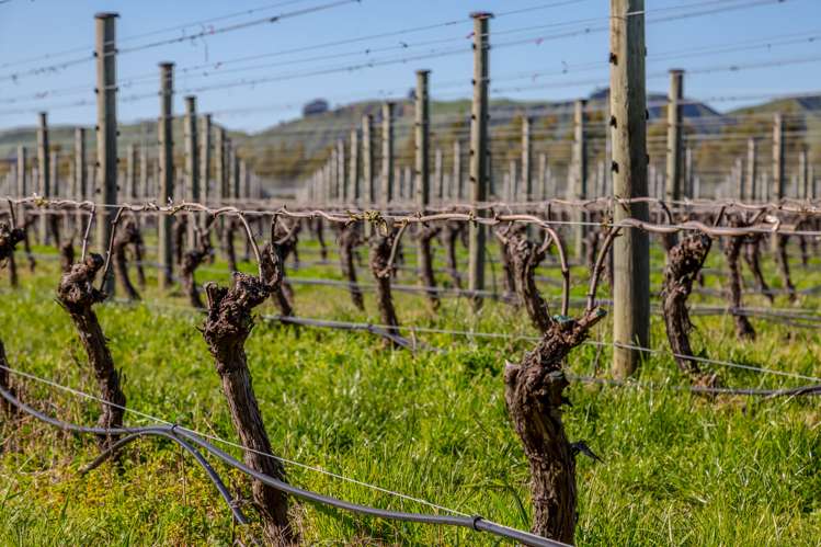 248 Te Muna Road Martinborough_8