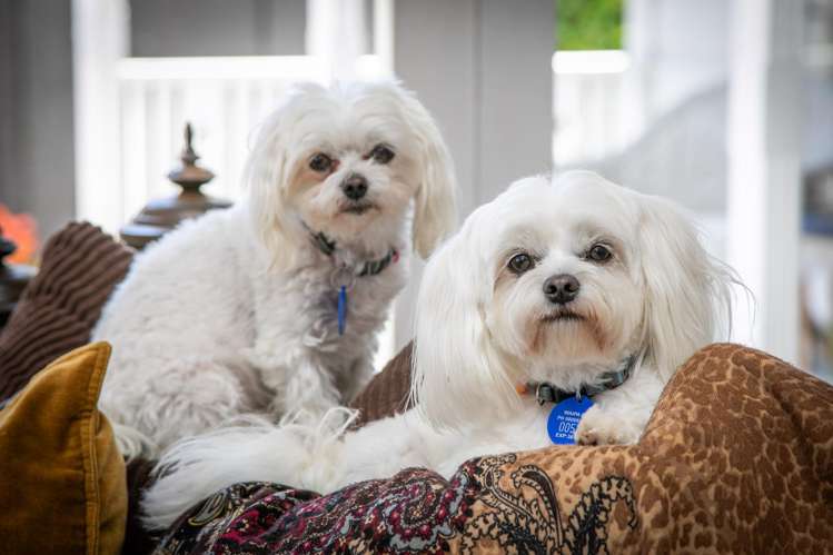 361 Bank Street Te Awamutu_52