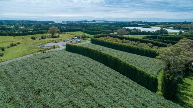 56 Kauri Point Road Katikati_3