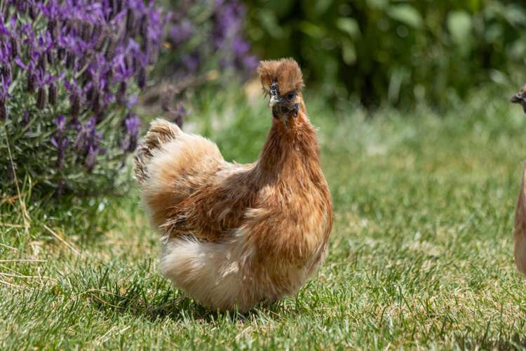 58 Loach Road Hawea Flat_56