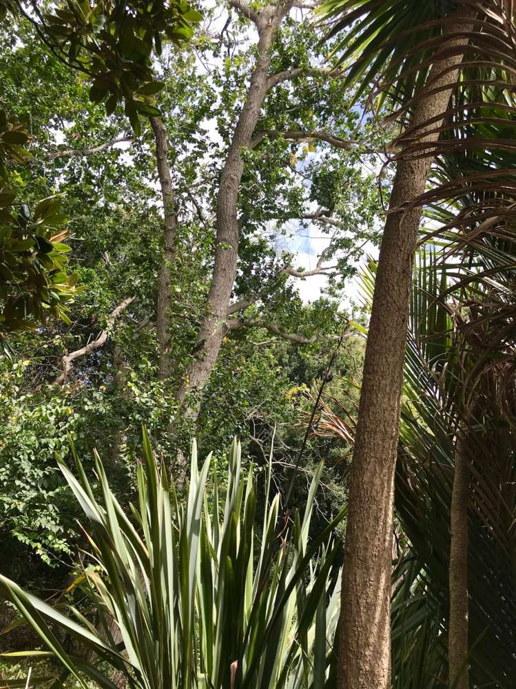 14b Albert Road Devonport_16