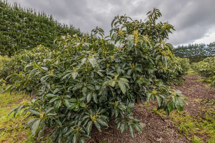 168 Heath Road Awanui_4