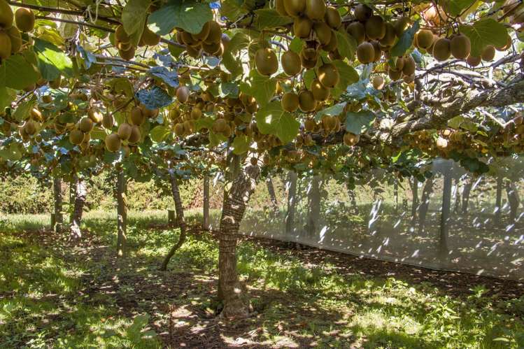 168 Henry Road Katikati_6