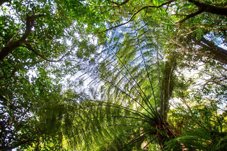 9 Betty May Drive Pyes Pa_33