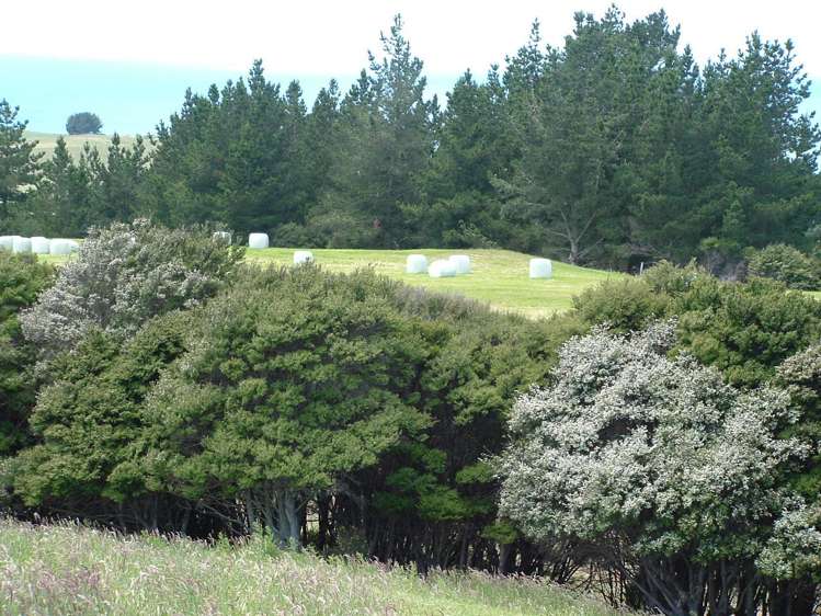 Horse Range Road Palmerston_5