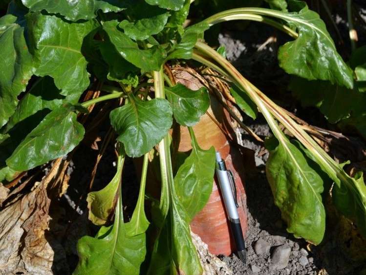 453 Woodside Road Oxford_11