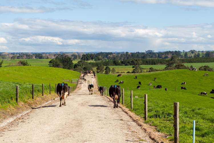 330 Rangitanuku Road Te Poi_9