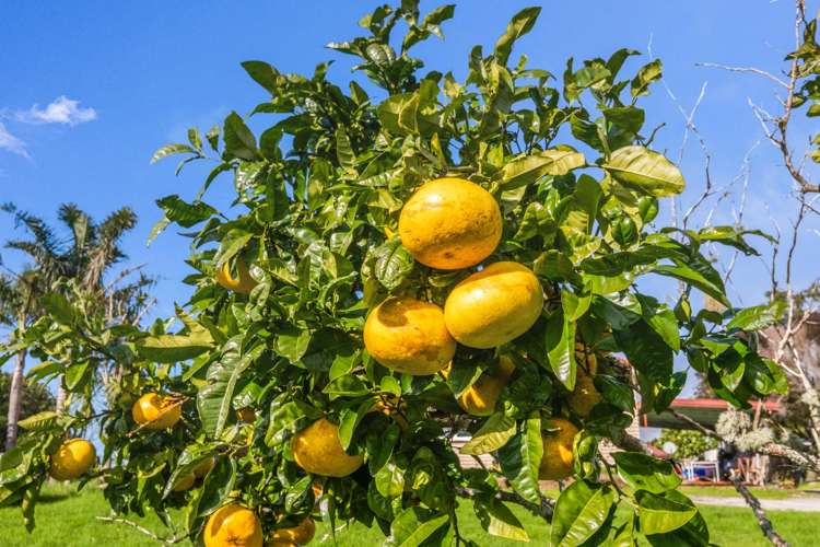 73 Colonel Mould Drive Mangonui_8