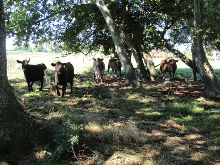 452 Holland Road Eureka_20