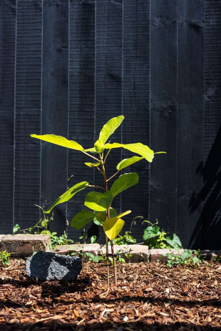 4/36 Kinloch Street Saint Albans_23