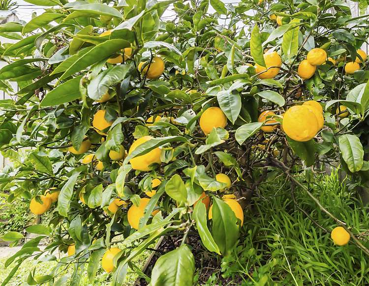 3 Royal Street Berhampore_12