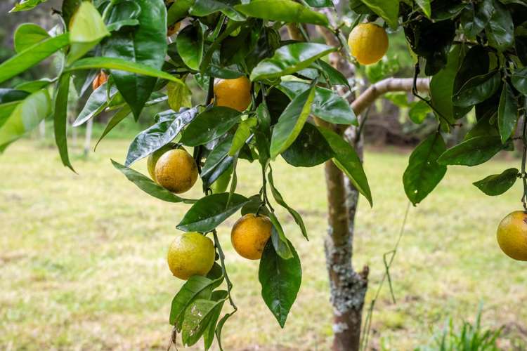 1041a Scenic Drive North Swanson_23