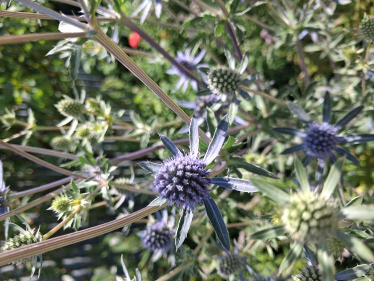 5 Seafront Road Castlecliff_20