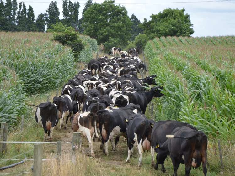 2237 Old Taupo Road Putaruru_24