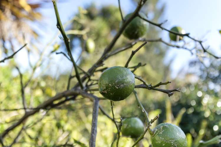 108 Carrington Street Lower Vogeltown_16