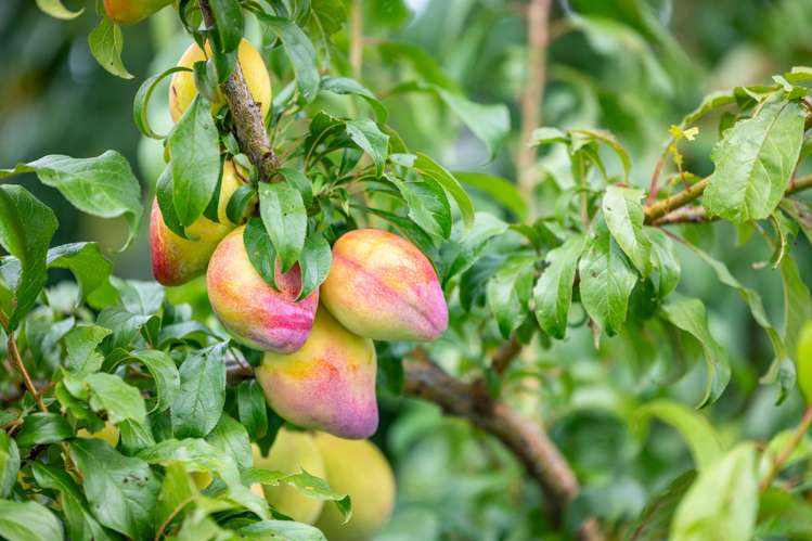 1B Tomin Road Glenview_28