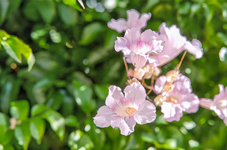 311 Franklin Road Paparoa_34