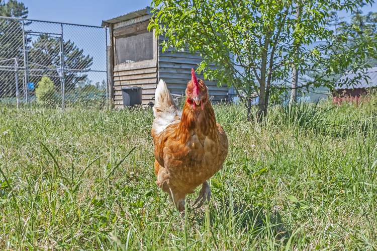 357 Tramway Road Leeston_26