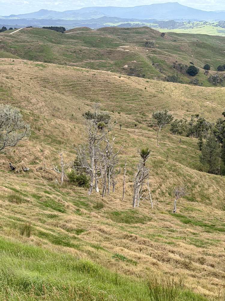 Pukehuia Road Arapohue_17