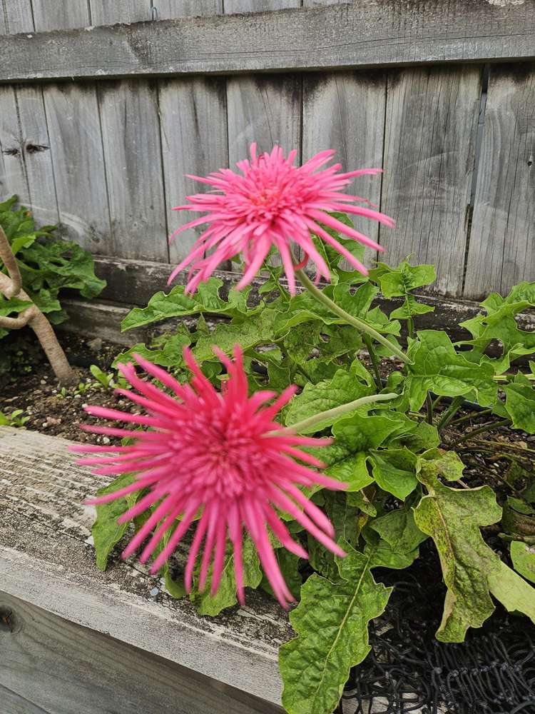 73 Chater Avenue Bethlehem_17