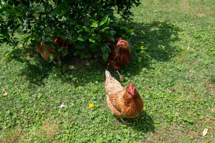 20 Deakin Place Clive_25