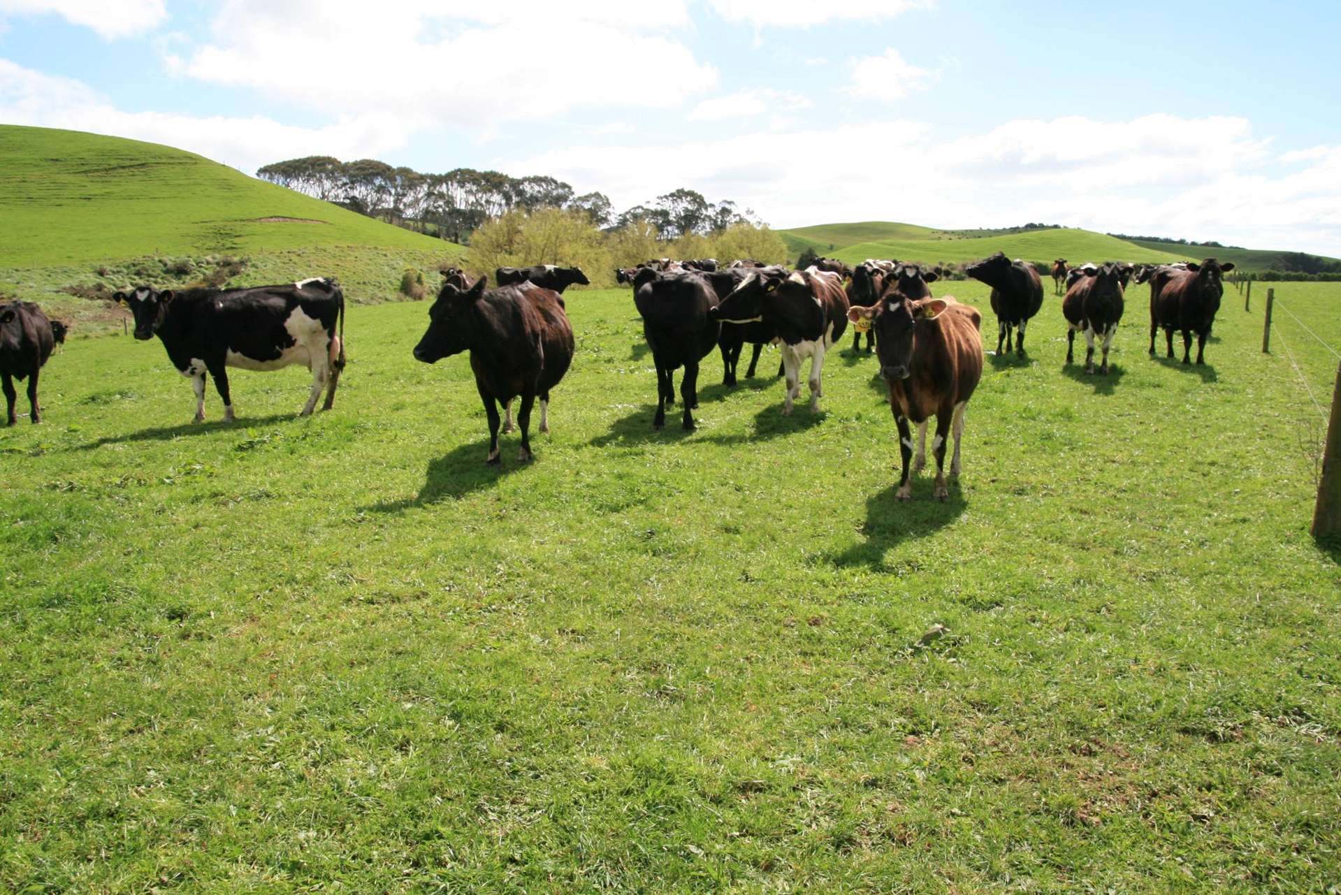 96 Lower Hunter Road Hawera_0