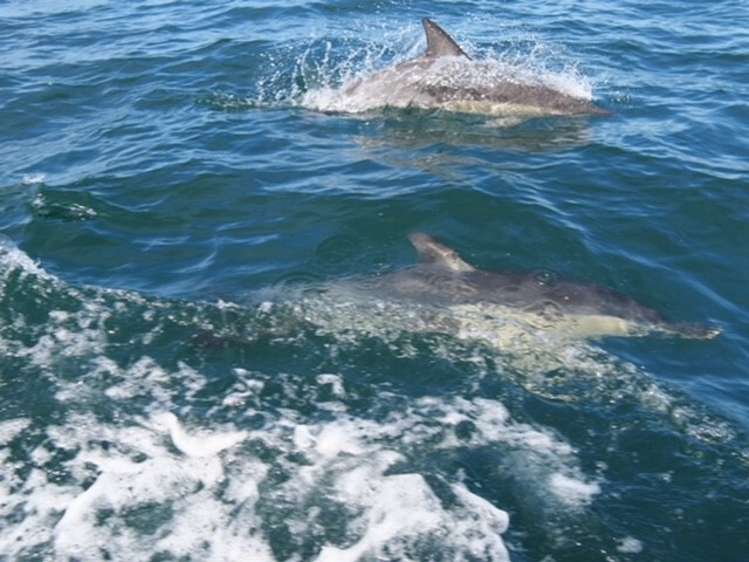 149 Te Awaiti Road Tora_18