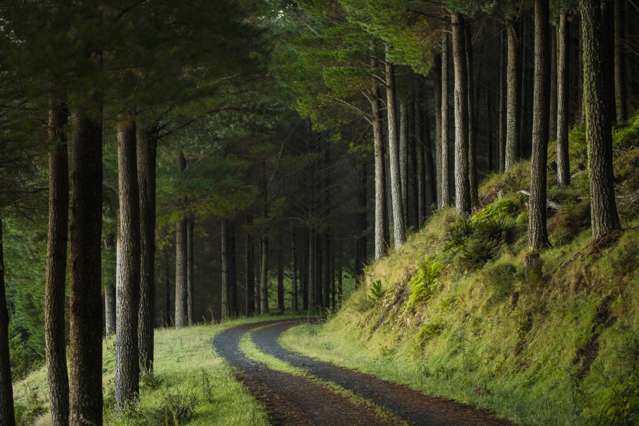 German buyer snaps up Kiwi forest for around $20m