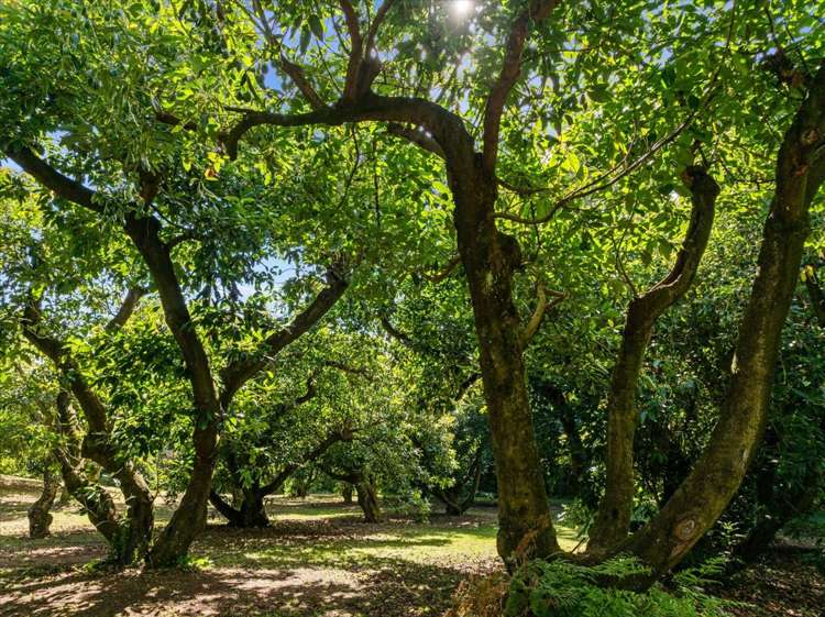 138 Te Puna Road Te Puna_33