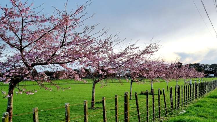 159 Koputaroa Road Levin_6