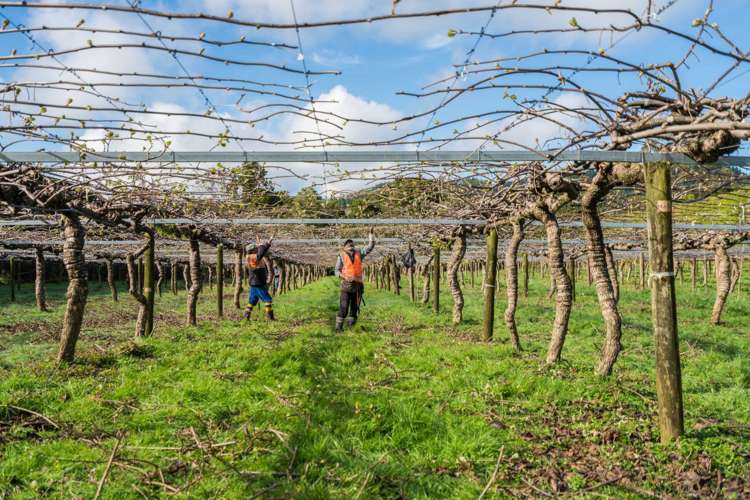 448 Ngunguru Road Glenbervie_15