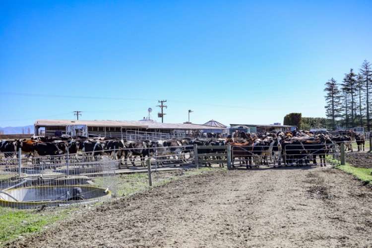 1520 Ashburton Staveley Road Ashburton Forks_14