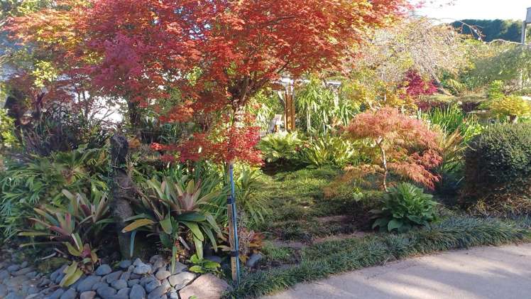 480B Youngson Road Whakamarama_31