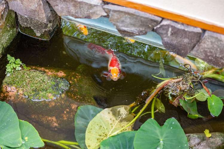 61 Te Aroha Street Hamilton East_50