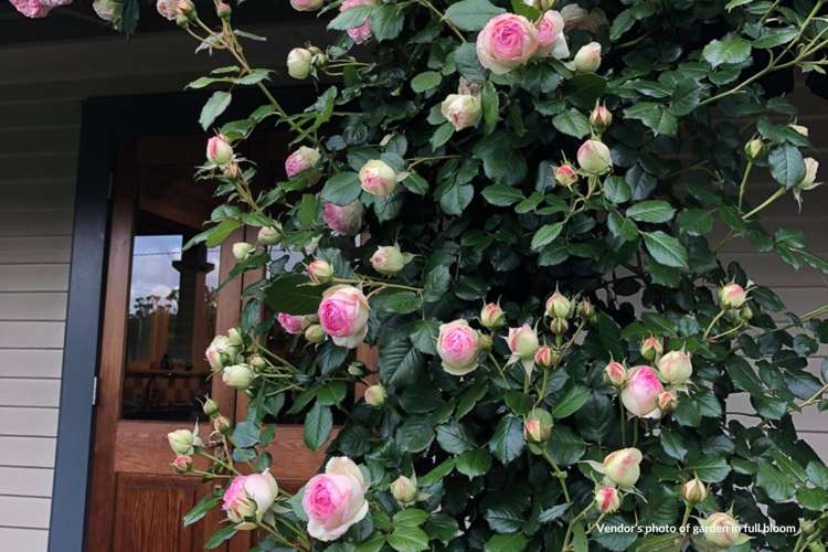 63 Inkerman Street Renwick_51