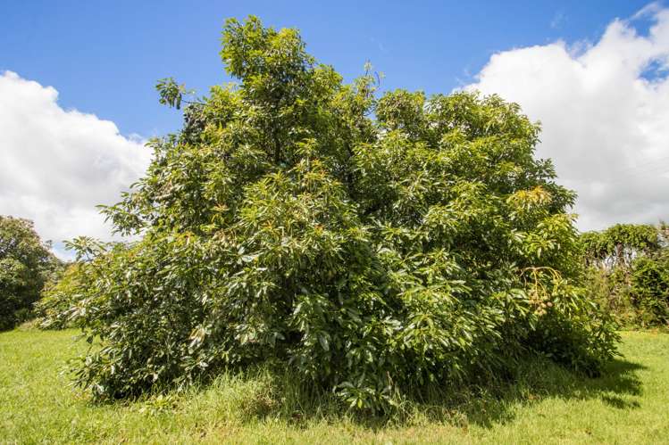 243A Wright Road Katikati_7