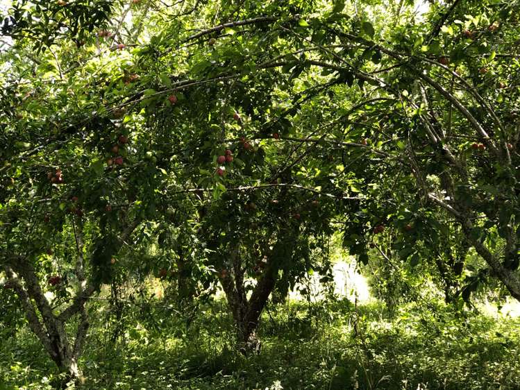 269 Paparata Road Bombay_10