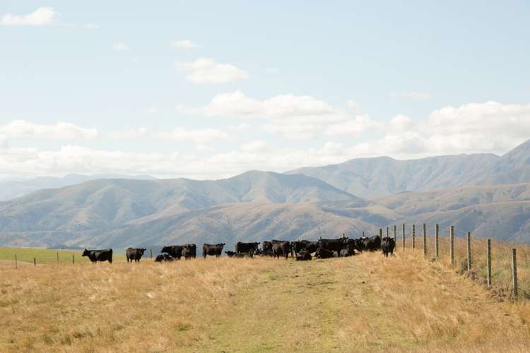 207 Tondros Road Fairlie_22