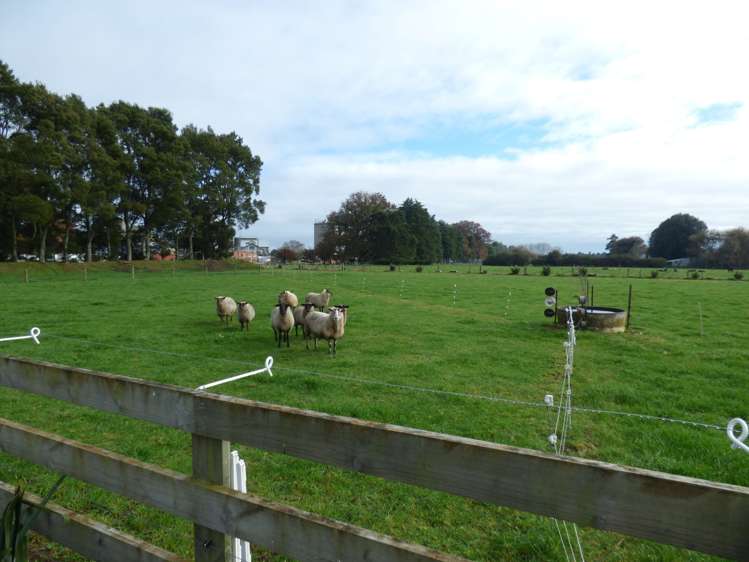 621d Marychurch Road Matangi_17